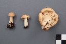 Lactarius vinaceorufescens image