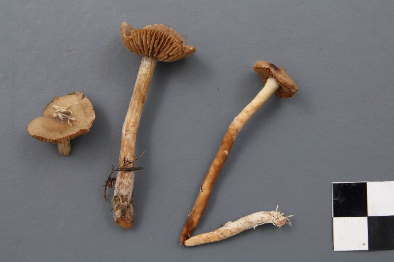 Cortinarius chrysolitus image