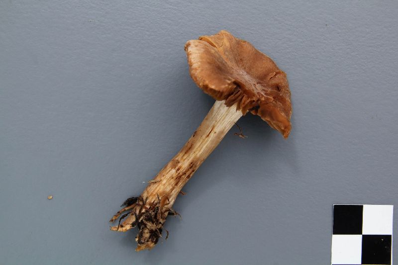 Cortinarius erugatus image