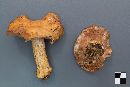 Cortinarius fulvo-ochrascens image