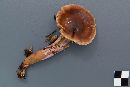 Cortinarius collinitus image