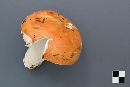 Russula paludosa image