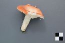 Russula aquosa image