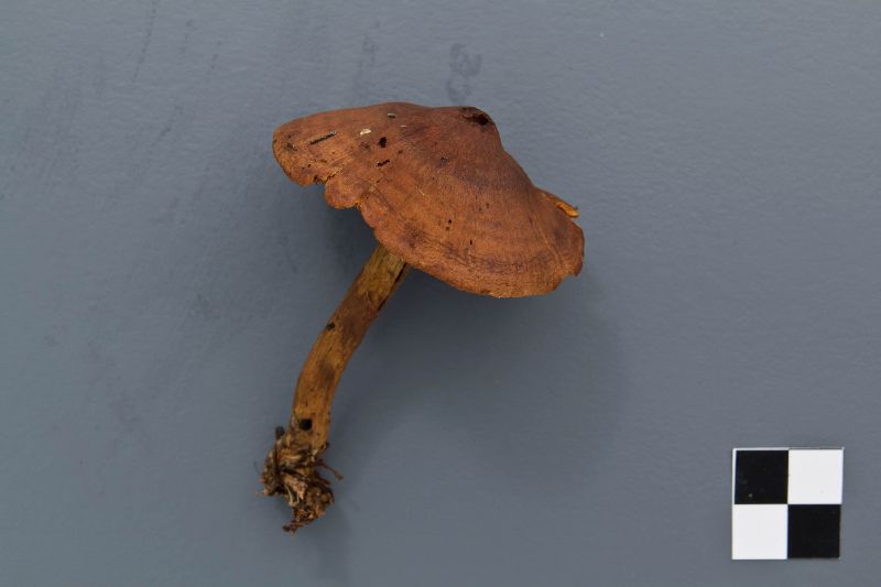 Cortinarius fervidus image