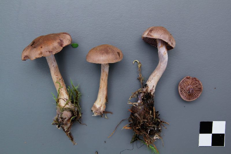 Cortinarius anomalellus image