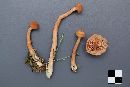 Laccaria longipes image