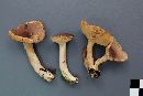 Lactarius hibbardae image