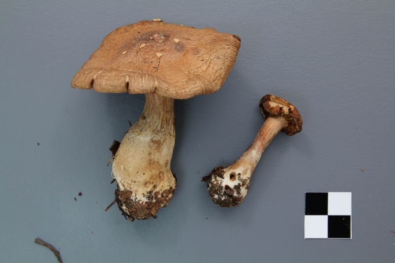 Cortinarius privignoides image