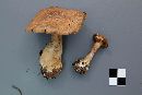 Cortinarius privignoides image