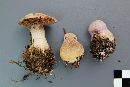 Cortinarius traganus image