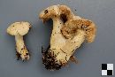 Tricholoma inamoenum image