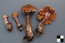 Cortinarius porphyropus image