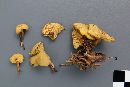 Calocybe fallax image