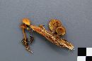 Gymnopilus picreus image