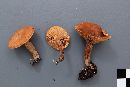 Lactarius camphoratus image