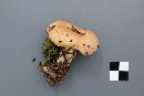 Lactarius affinis image