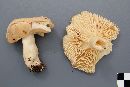 Lactarius affinis image