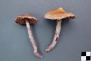 Cortinarius evernius image