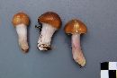 Cortinarius mucifluus image