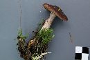 Cortinarius scaurus image