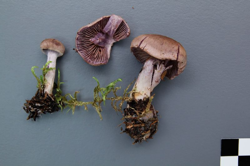 Cortinarius anomalellus image