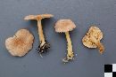 Lactarius glyciosmus image