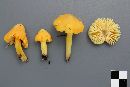Hygrocybe acutoconica image