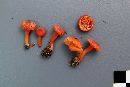 Hygrocybe phaeococcinea image