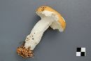 Russula paludosa image