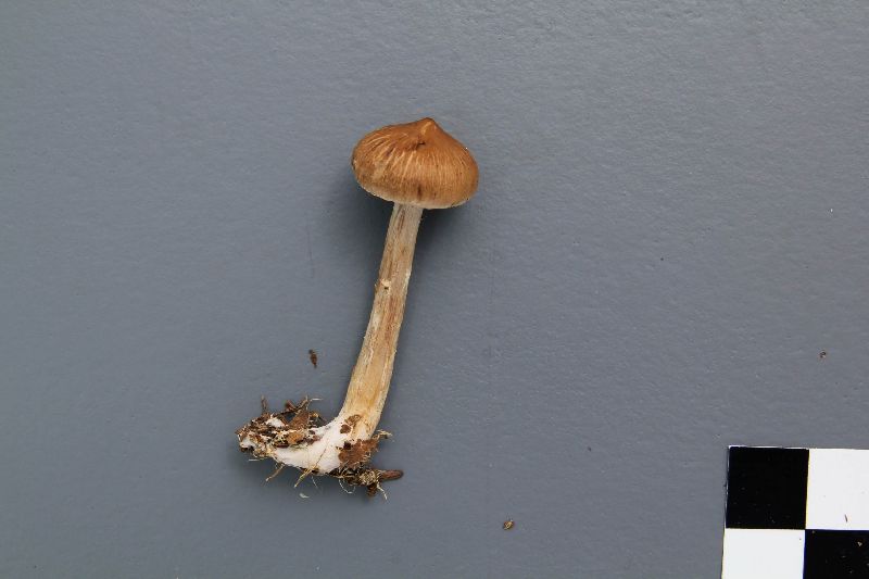 Cortinarius flexipes var. inolens image