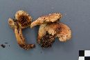 Tricholoma transmutans image