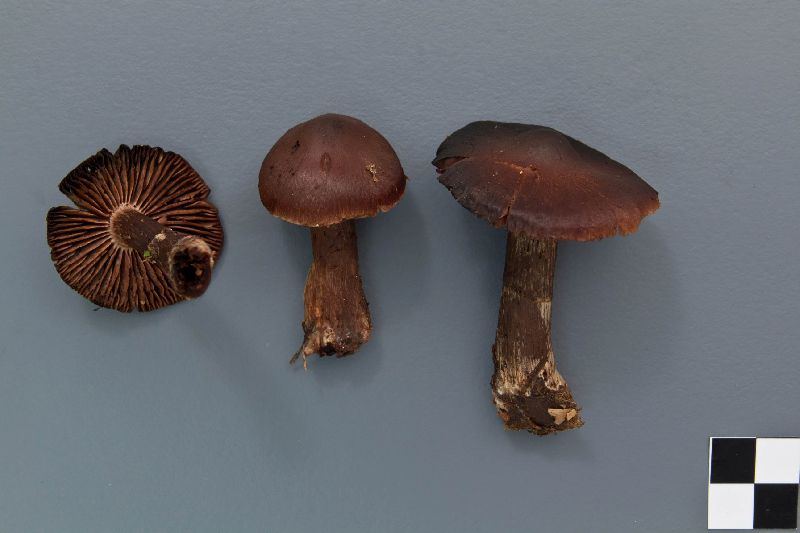 Cortinarius brunneus image