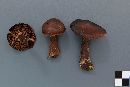 Cortinarius brunneus image