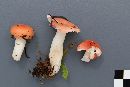 Russula aquosa image