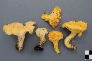 Cantharellus roseocanus image