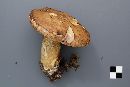 Tylopilus felleus image