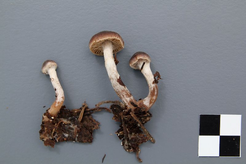 Cortinarius umbrinolens image