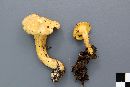 Cantharellus roseocanus image