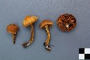 Cortinarius fulvescens image