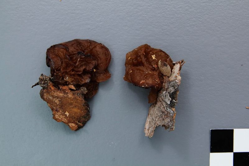 Exidia saccharina image