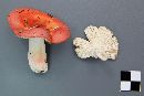 Russula peckii image