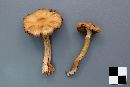 Cortinarius parvannulatus image