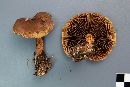 Cortinarius armillatus image