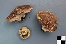 Lactarius hibbardae image