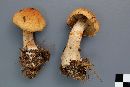 Cortinarius armillatus image