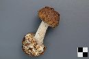 Amanita porphyria image