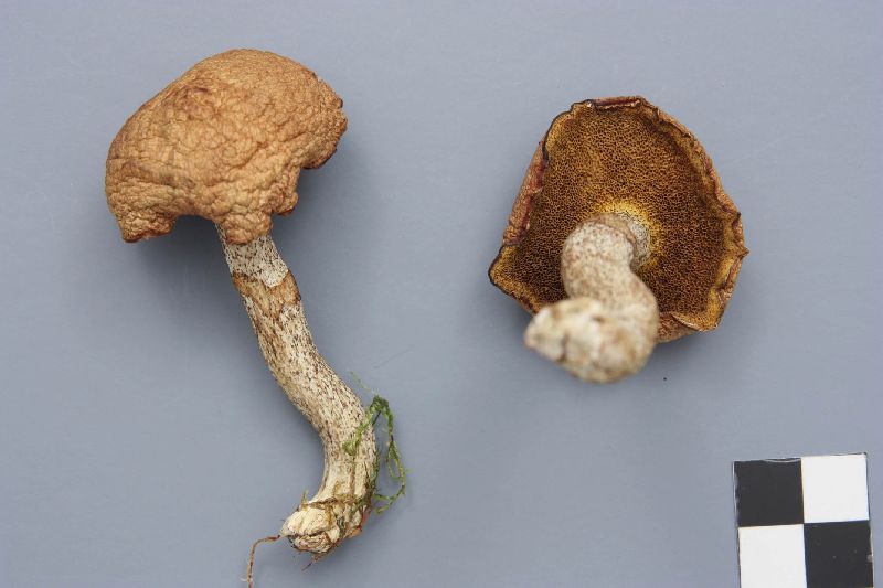 Suillus subalutaceus image