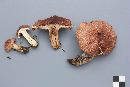 Tricholoma transmutans image