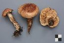 Tricholoma transmutans image