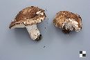 Russula albonigra image